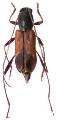 Teratoclytus plavilstshikovi