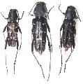Xylotrechus atronotatus generosus