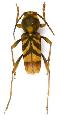 Xylotrechus chinensis