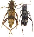 Xylotrechus colonus