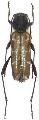 Xylotrechus cuneipennis