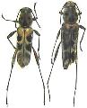 Xylotrechus formosanus