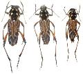 Xylotrechus grayii