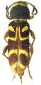 Xylotrechus insignis