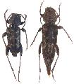 Xylotrechus nauticus