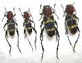 Xylotrechus rufilius