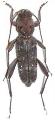 Xylotrechus smei