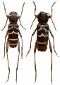 Xylotrechus zebratus