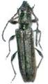 Deilus fugax