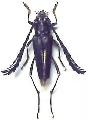 Distichocera maculicollis