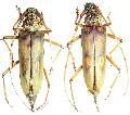 Susuacanga octoguttata