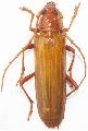 Atylostagma politum