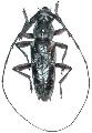 Elaphidion irroratum
