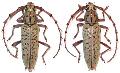 Elaphidion spinicorne