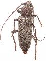 Enaphalodes cortiphagus