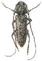 Enaphalodes cortiphagus