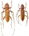 Allotraeus (Nysina) insularis