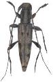 Polyphida modesta