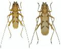 Zoodes japonicus