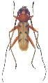 Zoodes japonicus
