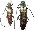 Hesthesis cingulata