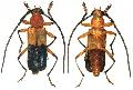 Pseudothonalmus woodleyi