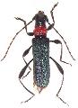 Callimus (Callimus) ruficollis