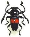 Lissonotus equestris