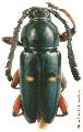 Lissonotus kuaiuba