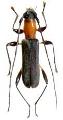 Pseudiphra elegans