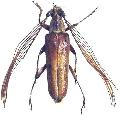 Aprosictus bilineatus