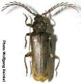 Neoclosterus curvipes