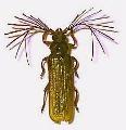 Neoclosterus argodi