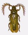 Neoclosterus curvipes