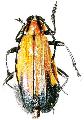 Amphidesmus apicalis