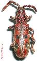 Pachylocerus crassicornis