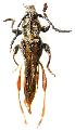 Acyphoderes abdominalis