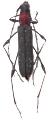 Rhopalophora longipes