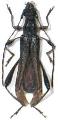Callimoxys gracilis