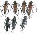 Stenopterus ater