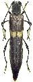Thranius capucinus