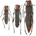 Thranius rufescens