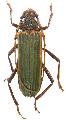 Chlorida costata