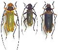 Chlorida cincta