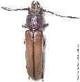Diploschema mandibulare