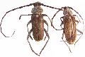 Gnaphalodes trachyderoides