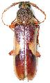 Gnathopraxithea sarryi