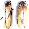 Psygmatocerus wagleri