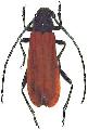 Amarysius sanguinipennis