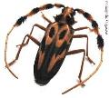 Batus barbicornis